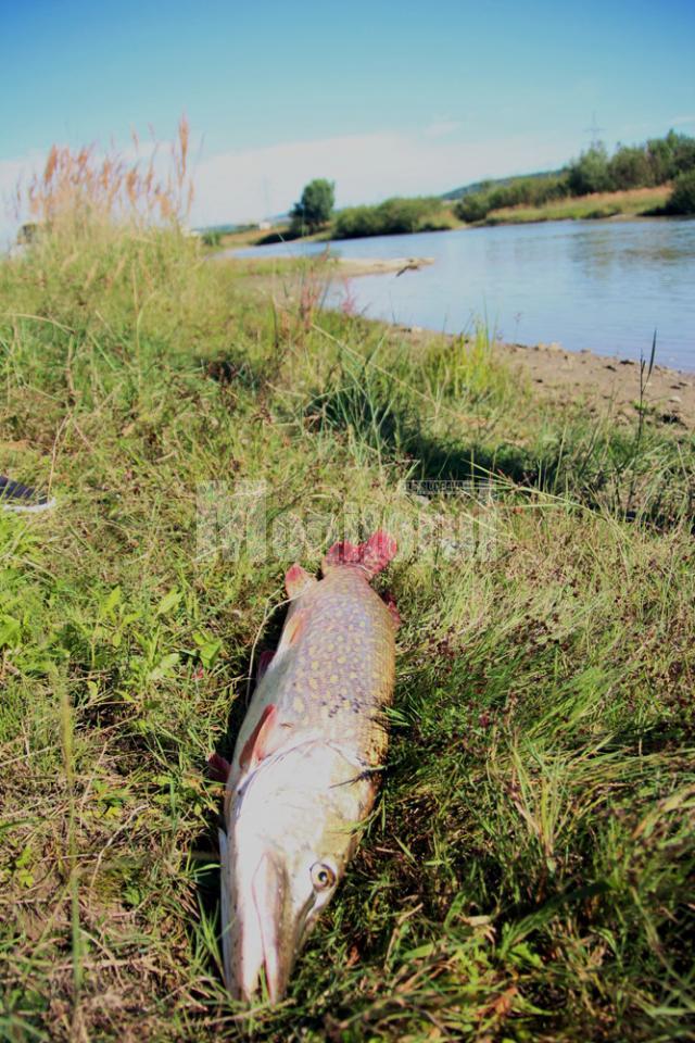 Ştiucă de un metru, scoasă de un pescar din râul Suceava