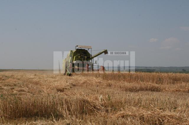 Campania de recoltare a grâului este aproape la final