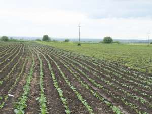 Seceta va înjumătăţi producţia agricolă din judeţul Suceava