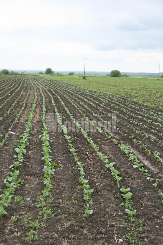 Seceta va înjumătăţi producţia agricolă din judeţul Suceava