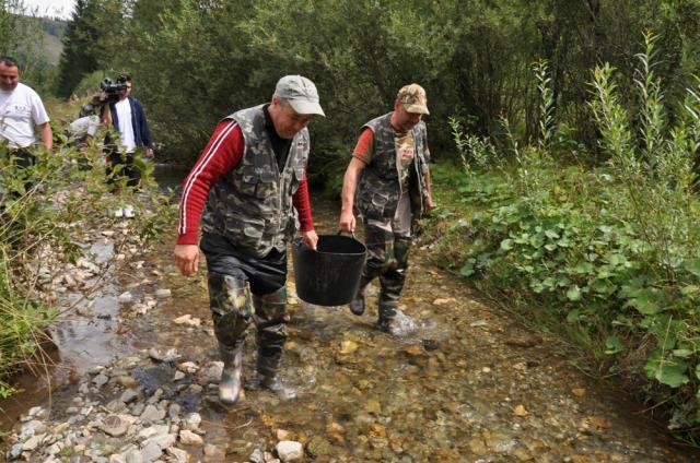 Popularea cu puiet de păstrăv a pârâului Recele. Foto: Stefan CHIRILUŞ