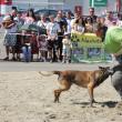 Demonstraţia de dresaj canin de la Shopping City Suceava