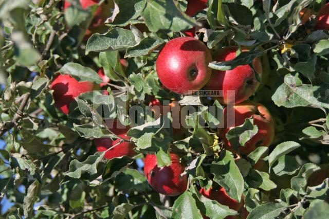 Cercetată pentru furtul a peste 200 de kilograme de mere