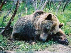 Pădurile din România mai permit prezenţa a doar 4.000 de urşi