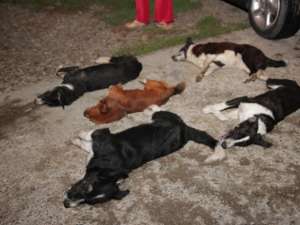 Scene horror pe străzile Sucevei, cu câini otrăviţi care mor în chinuri