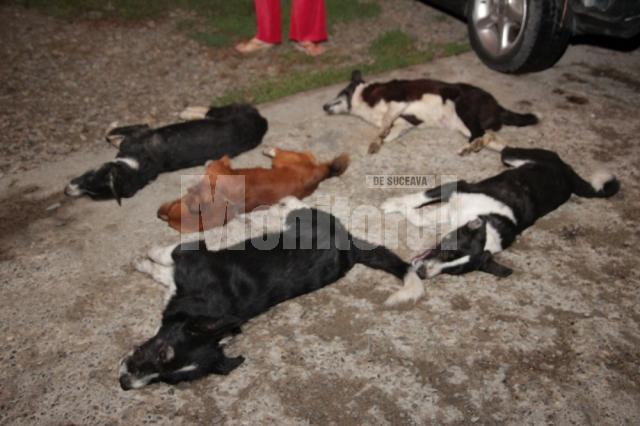 Scene horror pe străzile Sucevei, cu câini otrăviţi care mor în chinuri