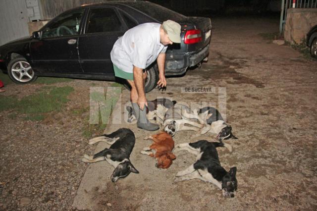 Scene de groază cu câini morţi, miercuri seara, pe strada Petru Rareş din Suceava