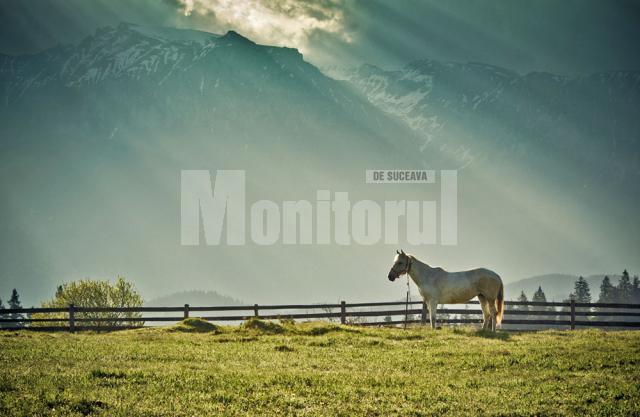 Imaginea premiată, intitulată „Cal alb”, a fost realizată de fotograful sucevean Daniel Penciuc