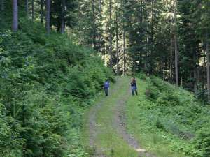 Pădure scotocită de jandarmi în căutarea unui culegător de bureţi rătăcit