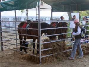 Târgul de Turism al Bucovinei