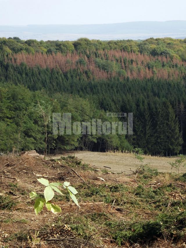 Zona infestată defrişată şi pâlcuri de pădure bolnavă