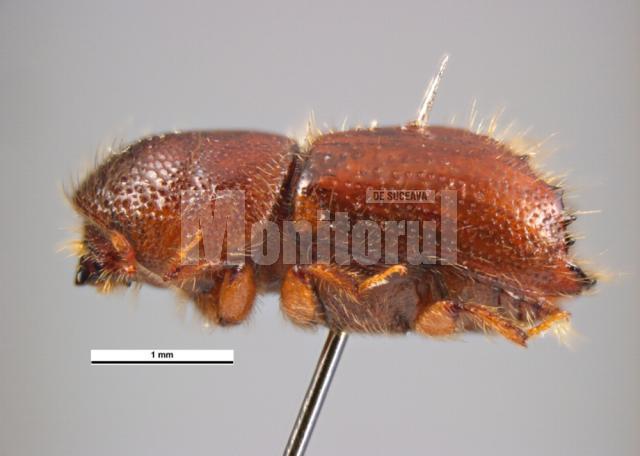 Ips duplicatus, un gândăcel de numai 3 mm, dar un feroce inamic al pădurilor de molid