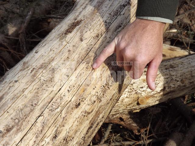 Trunchiurile arborilor infestaţi sunt gravate cu mii de canale pentru larvele gândacilor