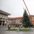 Bradul de Crăciun a fost adus din pădurile din zona Râşca, fiind donat Primăriei de către Direcţia Silvică
