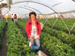 Culegătorii de căpșuni sunt plătiți în funcție de cantitatea recoltată Foto: evz.ro