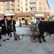 Gospodarii din Câmpulung Moldovenesc au venit cu un plug tras de boi