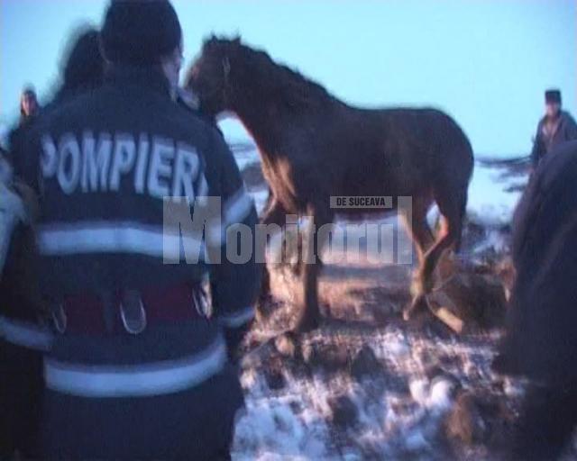 Operaţiunea de salvare a fost dificilă, însă s-a finalizat cu bine, animalul scăpând fără fracturi