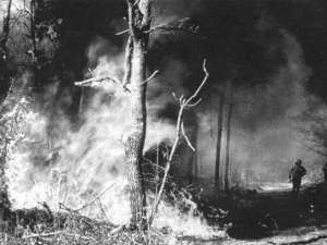 „Pădure incendiată”