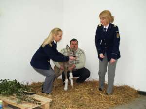 Pui de căprioară, salvat şi îngrijit de poliţiştii de frontieră din Orşova. Foto: MEDIAFAX