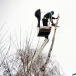 Campania de toaletare a arborilor şi de tăiere a celor periculoşi e în plină desfăşurare