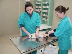În clinica veterinară a companiei Helmivet din Rădăuţi sunt oferite servicii atât pentru pisici, cât şi pentru câini