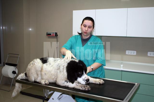 În clinica veterinară a companiei Helmivet din Rădăuţi sunt oferite servicii atât pentru pisici, cât şi pentru câini