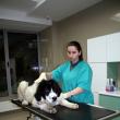 Clinică veterinară ultramodernă, deschisă la Rădăuţi