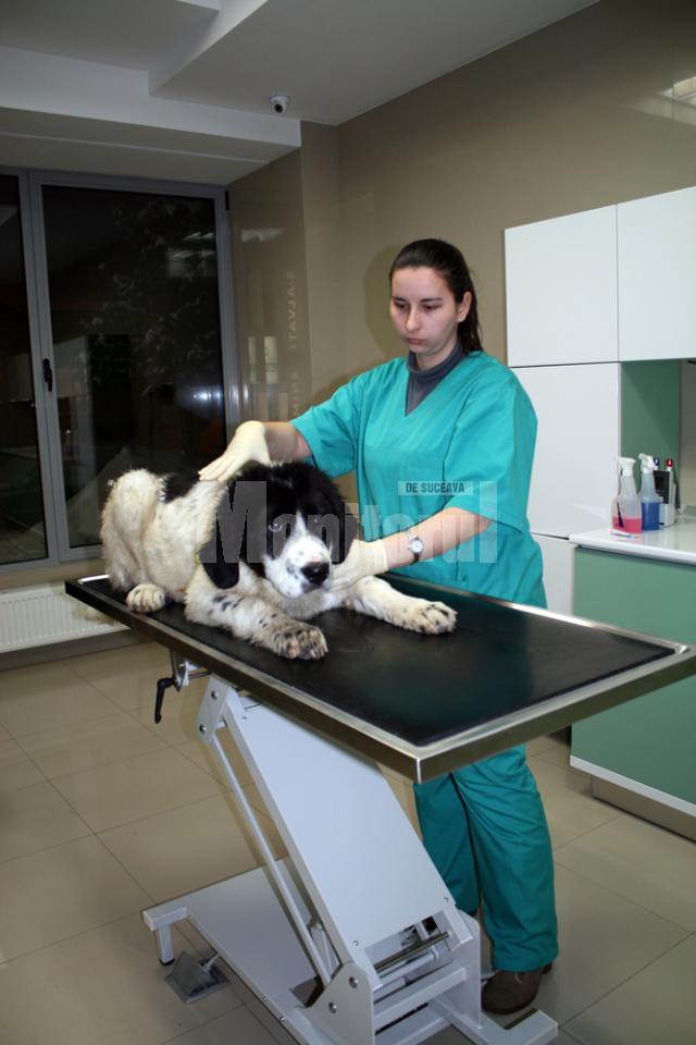 Clinică veterinară ultramodernă, deschisă la Rădăuţi