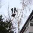 Campania de toaletare a arborilor şi de tăiere a celor periculoşi e în plină desfăşurare