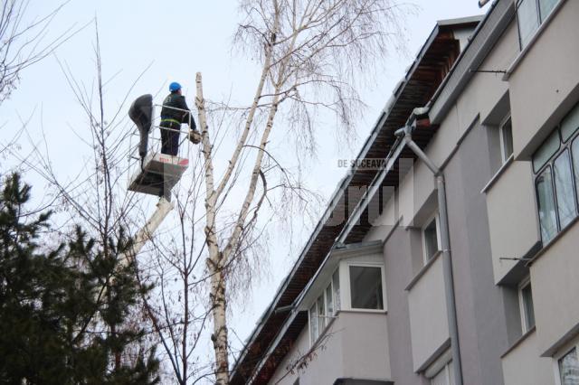 Campania de toaletare a arborilor şi de tăiere a celor periculoşi e în plină desfăşurare