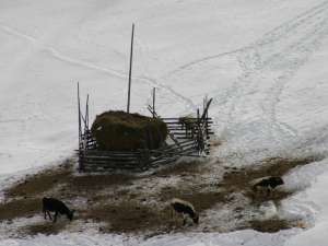 Conform datelor adunate de Direcţia Agricolă Suceava, în ianuarie 2013, în judeţ sunt 162.300 de bovine
