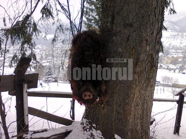 Conform unui vânător, mistreţul a fost folosit ca momeală pentru a atrage şi împuşca maidanezi