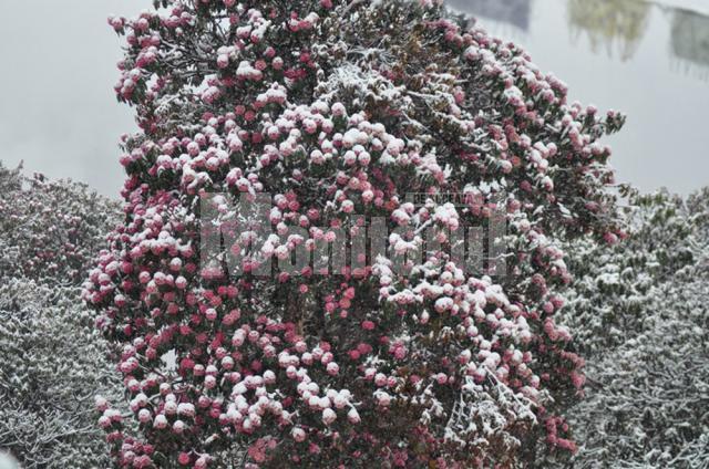 Rododendron în zăpadă