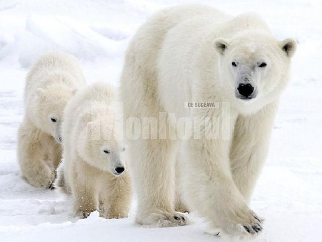 ziua internaţională a ursului polar