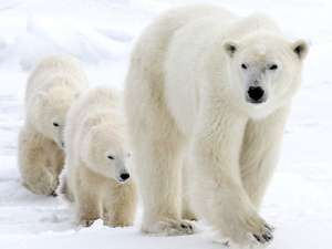 ziua internaţională a ursului polar
