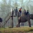 Elefanţii, o sursă importantă de venit pentru localnici şi o distracţie pentru turişti