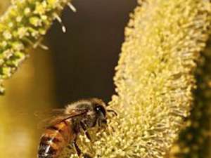 Toxinele din veninul albinelor pot distruge virusul HIV, fără să afecteze celulele din jurul acestuia. Foto: CORBIS