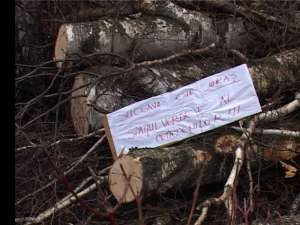 copaci tăiați de proprietarii spațiului verde