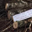 Drujbele „tocmite” de fiul primarului din Slatina au pus deja la pământ arborii pentru care există autorizaţie de tăiere