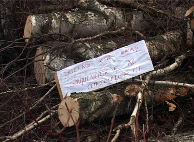 Drujbele „tocmite” de fiul primarului din Slatina au pus deja la pământ arborii pentru care există autorizaţie de tăiere