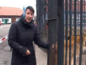 Ana Angelica Olenici, cea care este şi asistent veterinar în cadrul parcului zoo, este cercetată pentru săvârşirea infracţiunii de vătămare corporală din culpă