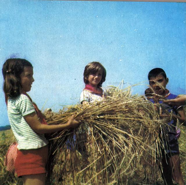 Muncile agricole erau o constantă în viaţa elevilor dinainte de ’89