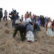 Mobilizare generală la Udeşti pentru a planta 5.000 de puieţi de salcâm Primarul Săvel Botezatu