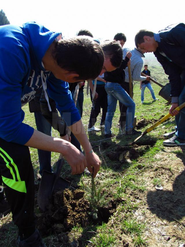 Campanie amplă de plantare de arbori, în Fălticeni