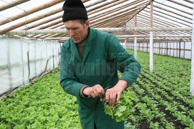 În sera de la Bursuceni, Vasile Mătrăşoaie cultivă patru tipuri de salată
