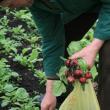 În sera de la Bursuceni, Vasile Mătrăşoaie cultivă patru tipuri de salată