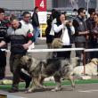 Concurs de câini de rasă, la Shopping City Suceava