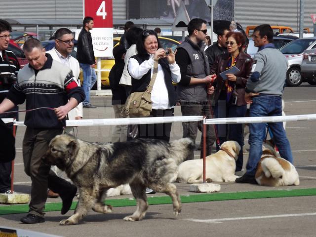 Concurs de câini de rasă, la Shopping City Suceava
