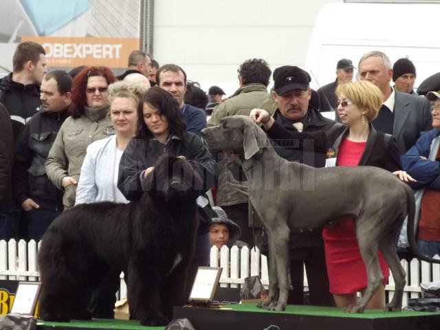 Record de participare la concursul de câini de rasă din parcarea Shopping City Suceava