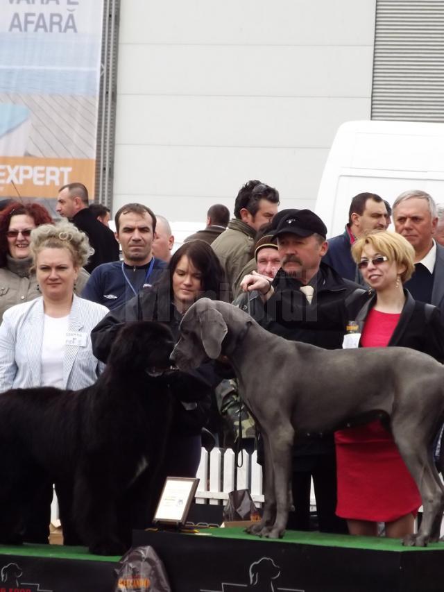 Record de participare la concursul de câini de rasă din parcarea Shopping City Suceava